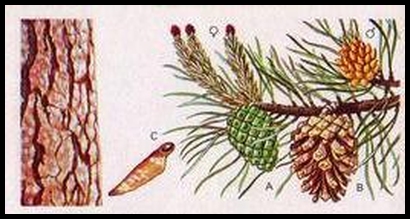 4 Scots Pine